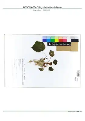 Description de l'image BEGONIACEAE Begonia itatiaiensis Brade, INMA (MBML048958).pdf.