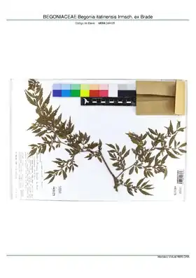 Description de l'image BEGONIACEAE Begonia itatinensis Irmsch. ex Brade, INMA (MBML049125).pdf.