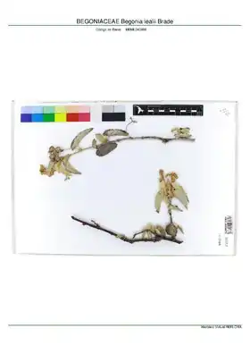 Description de l'image BEGONIACEAE Begonia lealii Brade, INMA (MBML040998).pdf.