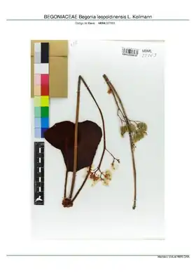 Description de l'image BEGONIACEAE Begonia leopoldinensis L. Kollmann, INMA (MBML027263).pdf.