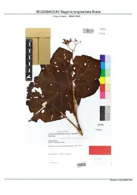 Description de l'image BEGONIACEAE Begonia longibarbata Brade, INMA (MBML038989).pdf.