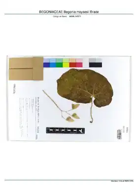 Description de l'image BEGONIACEAE Begonia moysesii Brade, INMA (MBML045573).pdf.