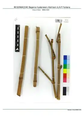 Description de l'image BEGONIACEAE Begonia mysteriosa L.Kollmann & A.P.Fontana, INMA (MBML024884).pdf.