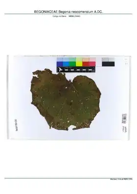 Description de l'image BEGONIACEAE Begonia neocomensium A.DC, INMA (MBML039943).pdf.
