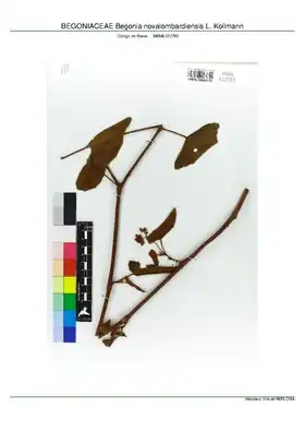 Description de l'image BEGONIACEAE Begonia novalombardiensis L. Kollmann, INMA (MBML022782).pdf.