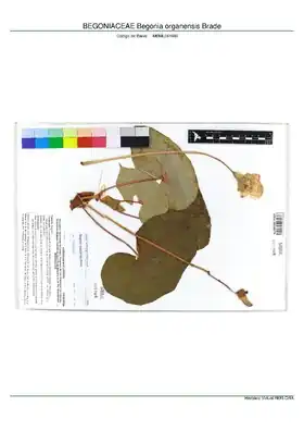 Description de l'image BEGONIACEAE Begonia organensis Brade, INMA (MBML041946).pdf.