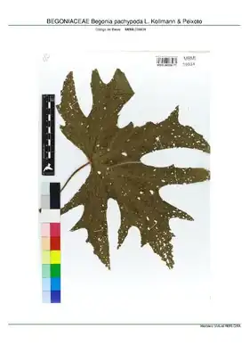 Description de l'image BEGONIACEAE Begonia pachypoda L. Kollmann & Peixoto, INMA (MBML039934).pdf.