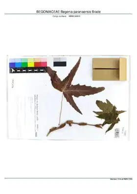Description de l'image BEGONIACEAE Begonia paranaensis Brade, INMA (MBML049816).pdf.