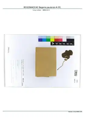 Description de l'image BEGONIACEAE Begonia paulensis A.DC, INMA (MBML049110).pdf.