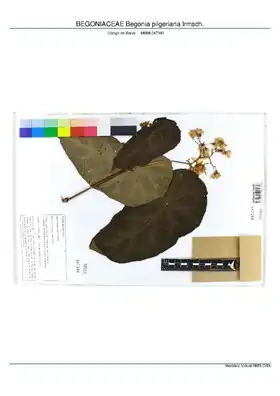 Description de l'image BEGONIACEAE Begonia pilgeriana Irmsch, INMA (MBML047340).pdf.