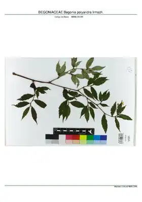 Description de l'image BEGONIACEAE Begonia polyandra Irmsch, INMA (MBML050085).pdf.
