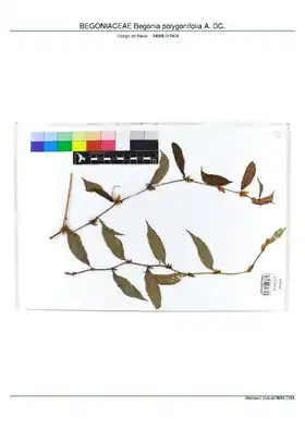 Description de l'image BEGONIACEAE Begonia polygonifolia A. DC, INMA (MBML025404).pdf.