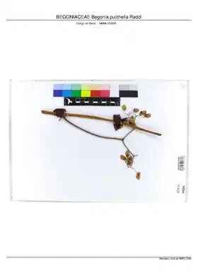 Description de l'image BEGONIACEAE Begonia pulchella Raddi, INMA (MBML036828).pdf.
