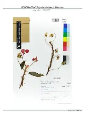 Description de l'image BEGONIACEAE Begonia rubriflora L. Kollmann, INMA (MBML039457).pdf.