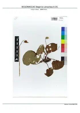 Description de l'image BEGONIACEAE Begonia rubropilosa A.DC, INMA (MBML051904).pdf.