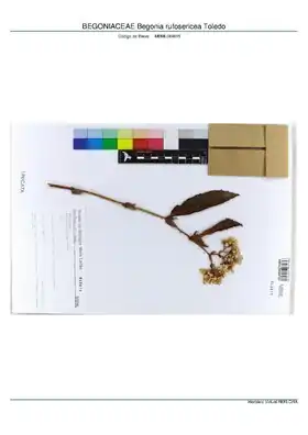 Description de l'image BEGONIACEAE Begonia rufosericea Toledo, INMA (MBML049815).pdf.
