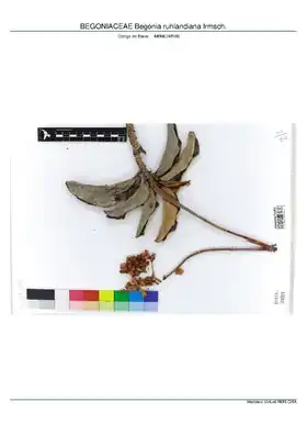 Description de l'image BEGONIACEAE Begonia ruhlandiana Irmsch, INMA (MBML045186).pdf.