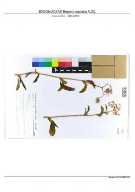 Description de l'image BEGONIACEAE Begonia saxicola A.DC, INMA (MBML048599).pdf.