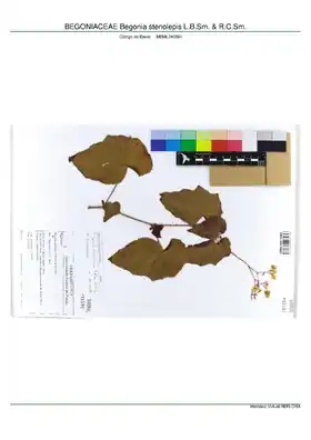 Description de l'image BEGONIACEAE Begonia stenolepis L.B.Sm. & R.C.Sm, INMA (MBML046591).pdf.