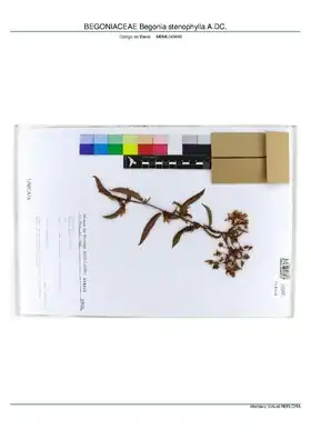 Description de l'image BEGONIACEAE Begonia stenophylla A.DC, INMA (MBML049846).pdf.