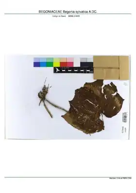 Description de l'image BEGONIACEAE Begonia sylvatica A.DC, INMA (MBML024935).pdf.