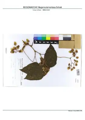 Description de l'image BEGONIACEAE Begonia tomentosa Schott, INMA (MBML049466).pdf.