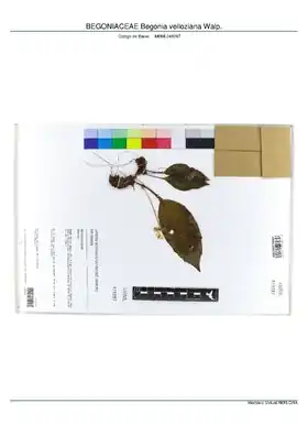 Description de l'image BEGONIACEAE Begonia velloziana Walp, INMA (MBML048297).pdf.