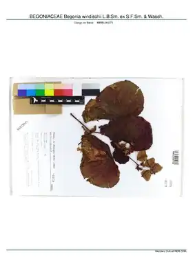 Description de l'image BEGONIACEAE Begonia windischii L.B.Sm. ex S.F.Sm. & Wassh, INMA (MBML046271).pdf.
