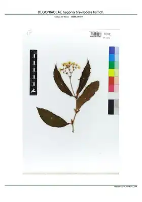Description de l'image BEGONIACEAE begonia brevilobata Irsmch, INMA (MBML051974).pdf.