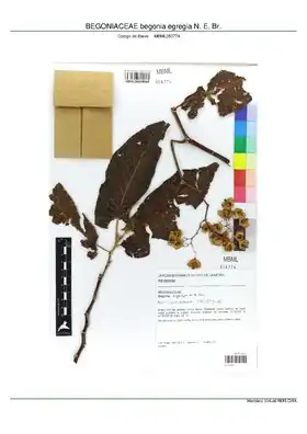 Description de l'image BEGONIACEAE begonia egregia N. E. Br, INMA (MBML050774).pdf.