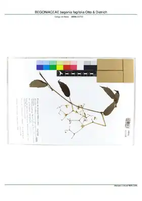 Description de l'image BEGONIACEAE begonia fagifolia Otto & Dietrich, INMA (MBML032722).pdf.