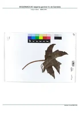 Description de l'image BEGONIACEAE begonia gardneri A. de Candolle, INMA (MBML004803).pdf.