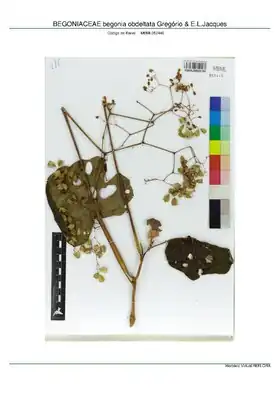 Description de l'image BEGONIACEAE begonia obdeltata Gregório & E.L.Jacques, INMA (MBML052446).pdf.