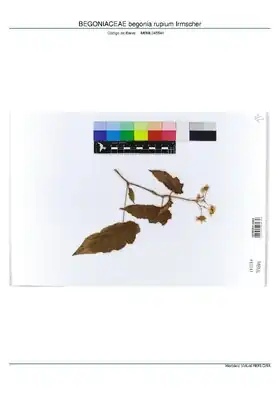 Description de l'image BEGONIACEAE begonia rupium Irmscher, INMA (MBML045541).pdf.