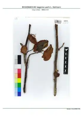 Description de l'image BEGONIACEAE begonia ruschii L. Kollmann, INMA (MBML012633).pdf.