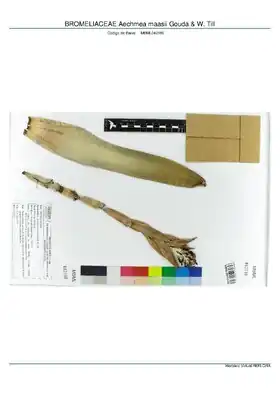 Description de l'image BROMELIACEAE Aechmea maasii Gouda & W. Till, INMA (MBML042186).pdf.