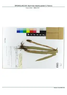 Description de l'image BROMELIACEAE Aechmea roberto-seidelii E.Pereira, INMA (MBML027939).pdf.