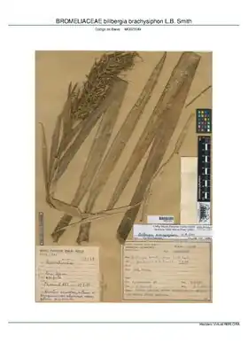 Description de l'image BROMELIACEAE Billbergia brachysiphon L.B. Smith, MPEG (MG023049).pdf.