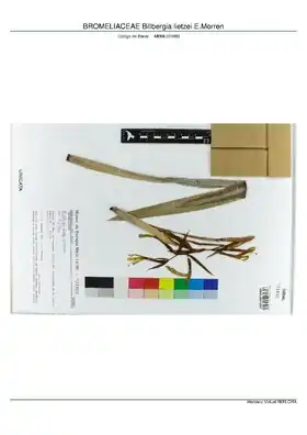 Description de l'image BROMELIACEAE Billbergia lietzei E.Morren, INMA (MBML031886).pdf.