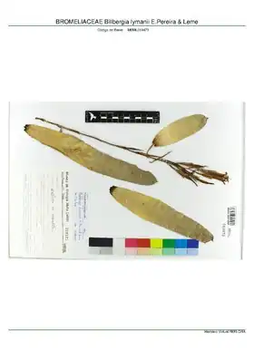 Description de l'image BROMELIACEAE Billbergia lymanii E.Pereira & Leme, INMA (MBML019473).pdf.
