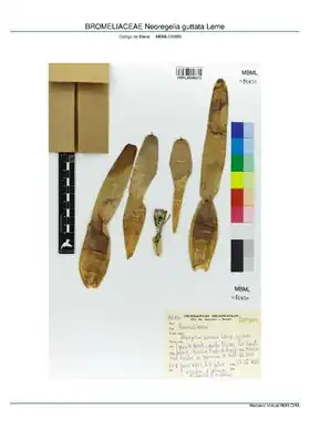 Description de l'image BROMELIACEAE Neoregelia guttata Leme, INMA (MBML036856).pdf.
