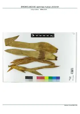 Description de l'image BROMELIACEAE aechmea mutica L.B.Smith, INMA (MBML005029).pdf.