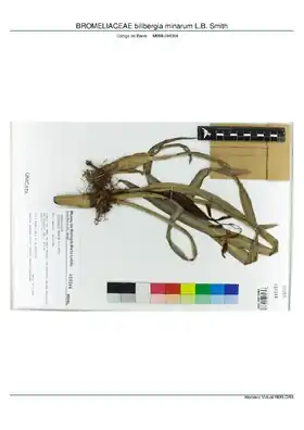Description de l'image BROMELIACEAE billbergia minarum L.B. Smith, INMA (MBML048364).pdf.