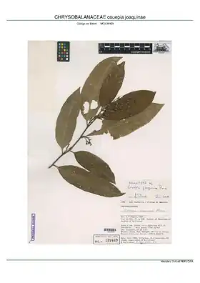 Description de l'image CHRYSOBALANACEAE Couepia joaquinae, MPEG (MG139469).pdf.