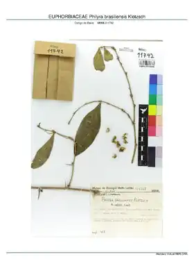 Description de l'image EUPHORBIACEAE Philyra brasiliensis Klotzsch, INMA (MBML011742).pdf.