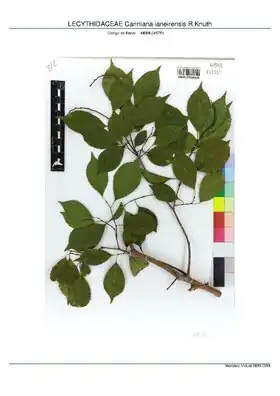 Description de l'image LECYTHIDACEAE Cariniana ianeirensis R.Knuth, INMA (MBML045751).pdf.