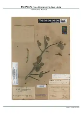 Description de l'image MORACEAE Ficus blepharophylla Vázq. Avila, MPEG (MG013077).pdf.