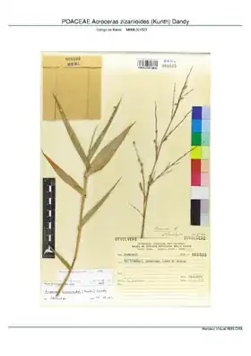 Description de l'image POACEAE Acroceras zizanioides (Kunth) Dandy, INMA (MBML001523).pdf.