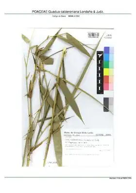 Description de l'image POACEAE Guadua calderoniana Londoño & Judz, INMA (MBML023592).pdf.