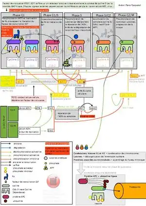 Mécanismes de régulation du cycle cellulaire